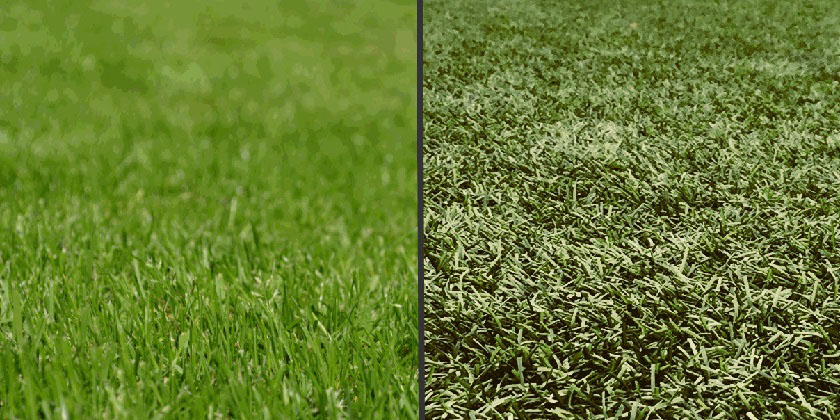 Artifical grass vs real grass