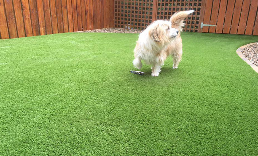 artificial grass for pets